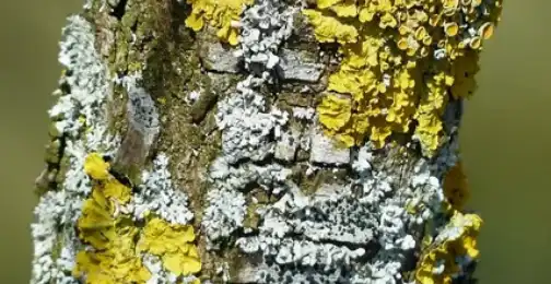 Which lichen is used in drug?